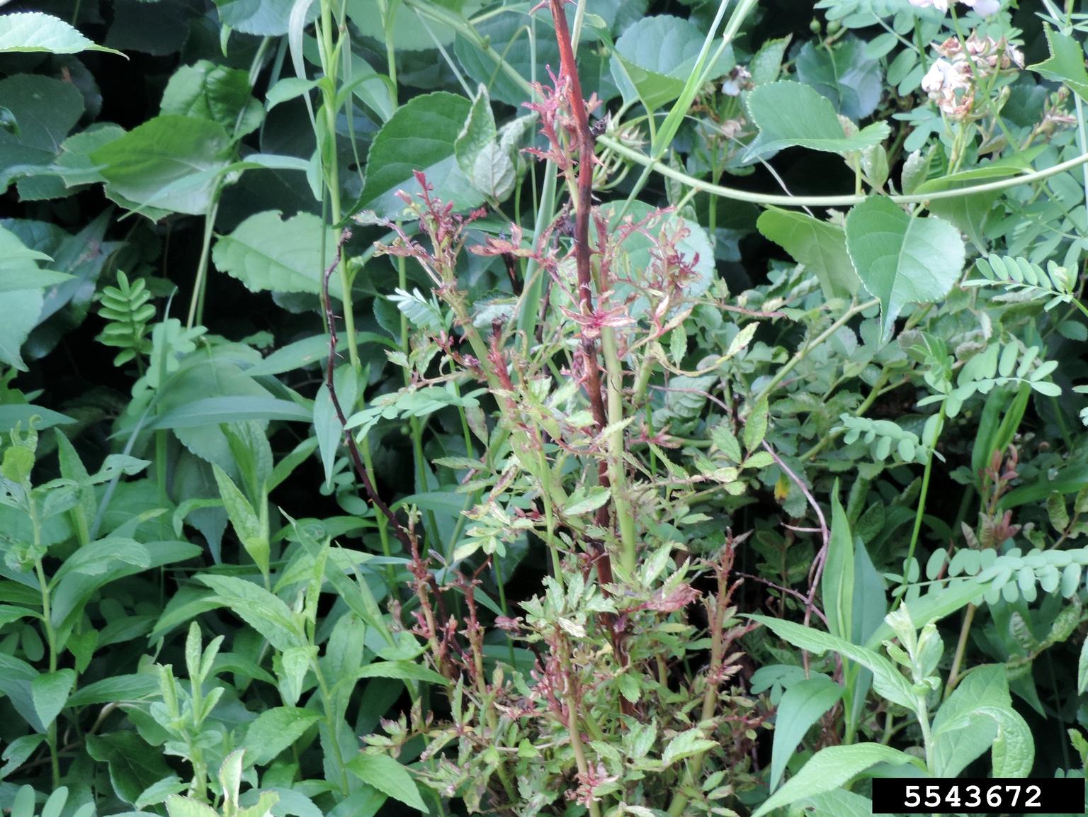 Rose rosette virus (RRV) (Emaravirus Rose rosette virus)