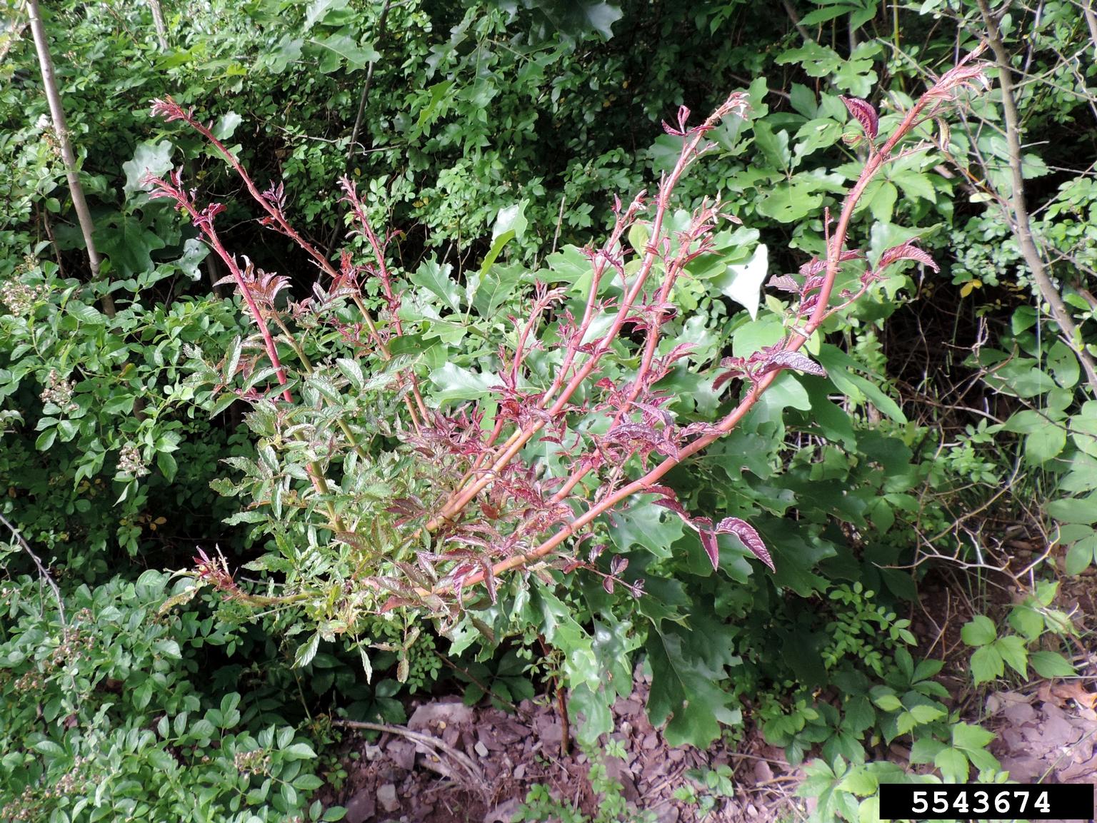 Rose rosette virus (RRV) (Emaravirus Rose rosette virus)