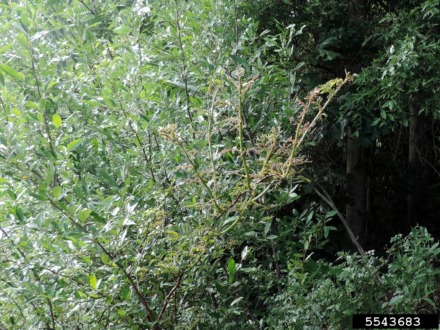 Rose rosette virus (RRV) (Emaravirus Rose rosette virus)