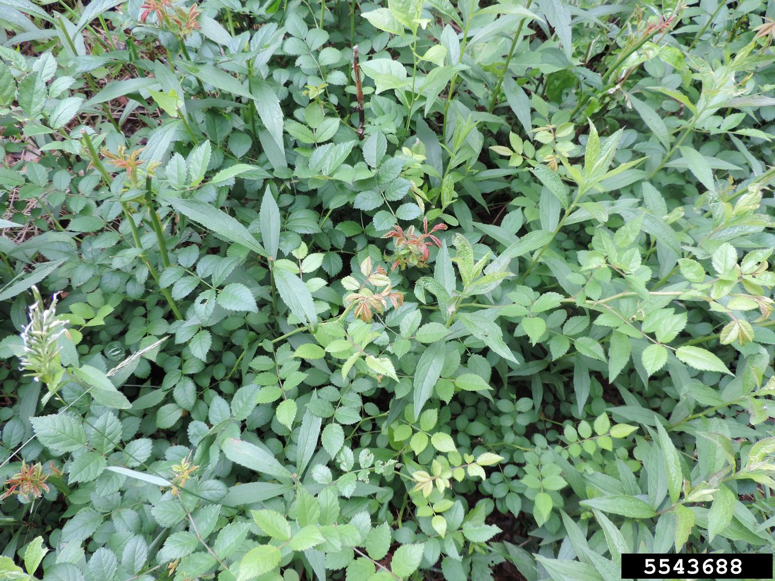 Rose rosette virus (RRV) (Emaravirus Rose rosette virus)