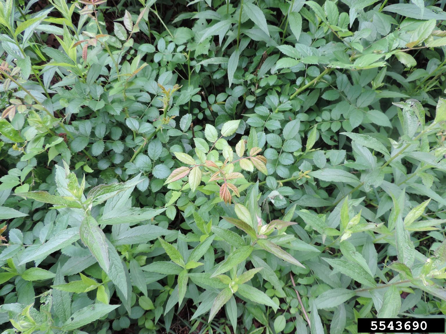 Rose rosette virus (RRV) (Emaravirus Rose rosette virus)