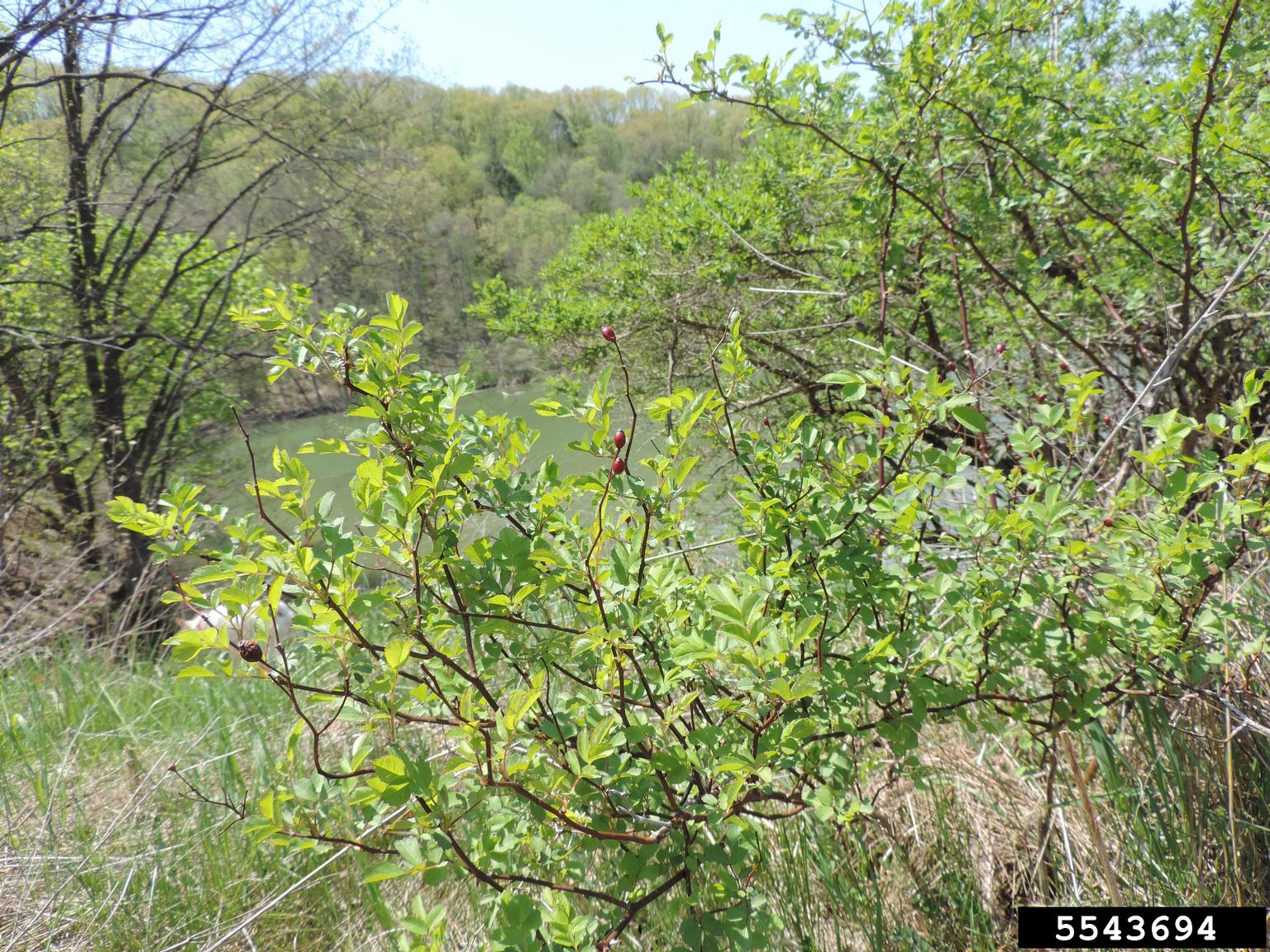 Rose rosette virus (RRV) (Emaravirus Rose rosette virus)