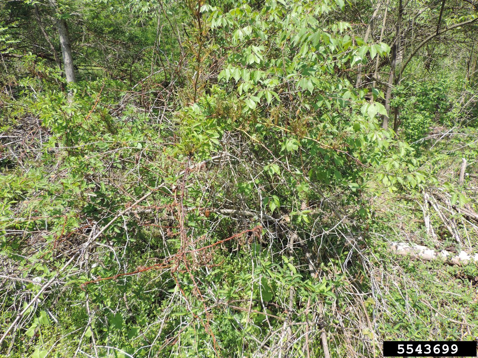 Rose rosette virus (RRV) (Emaravirus Rose rosette virus)