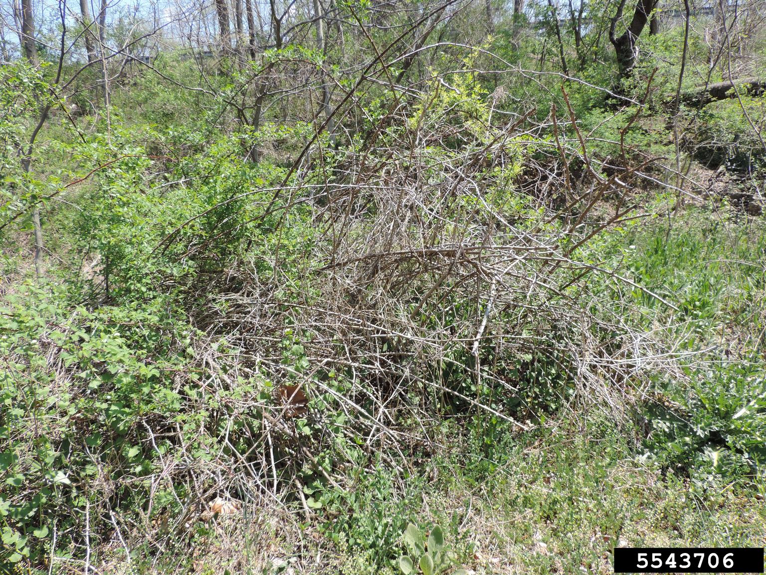 Rose rosette virus (RRV) (Emaravirus Rose rosette virus)