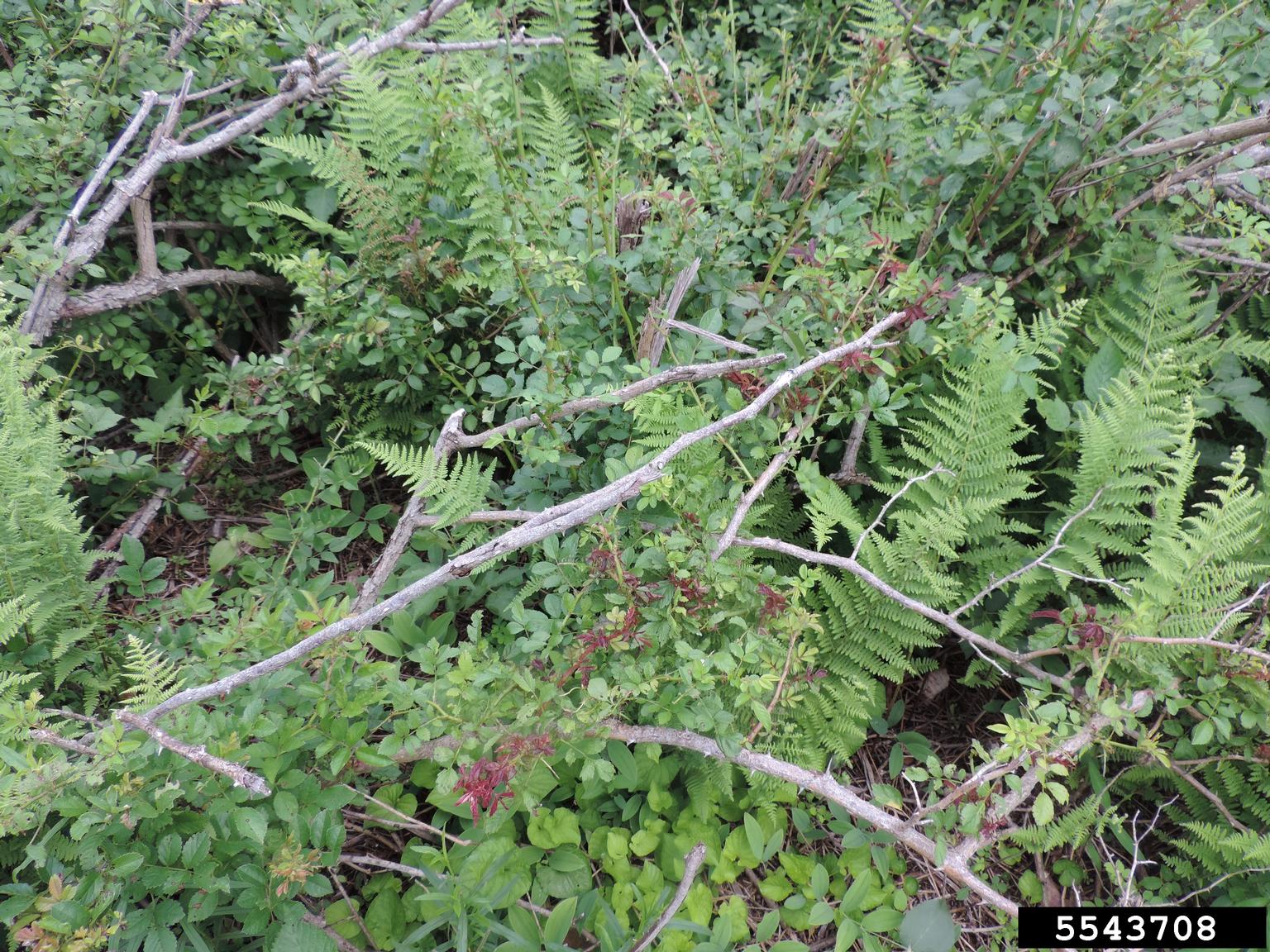 Rose rosette virus (RRV) (Emaravirus Rose rosette virus)