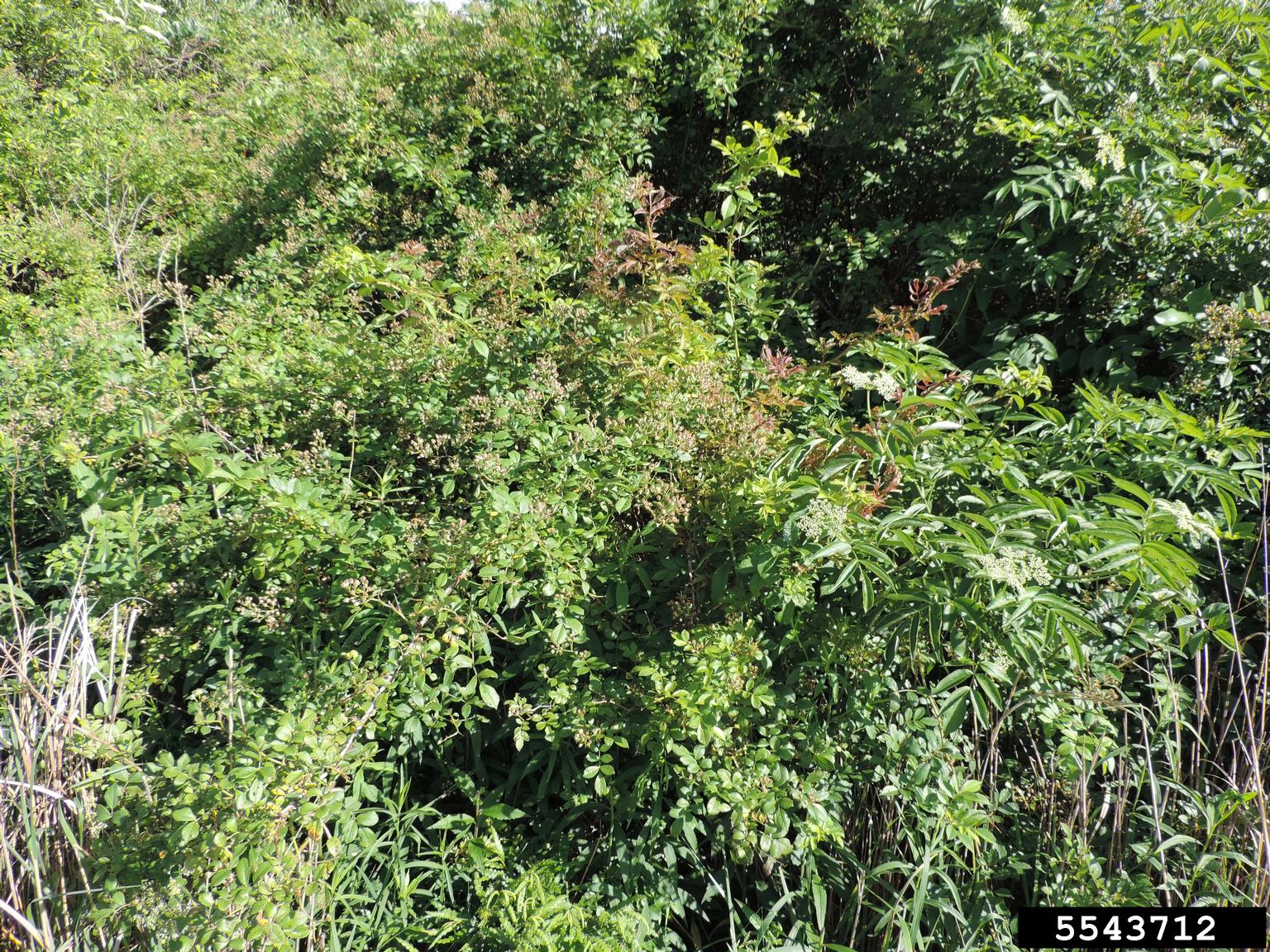 Rose rosette virus (RRV) (Emaravirus Rose rosette virus)