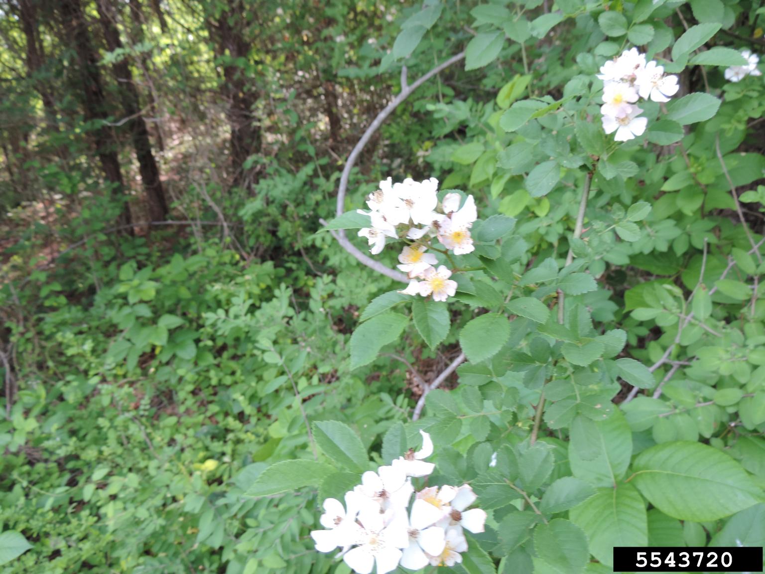 multiflora rose (Rosa multiflora)