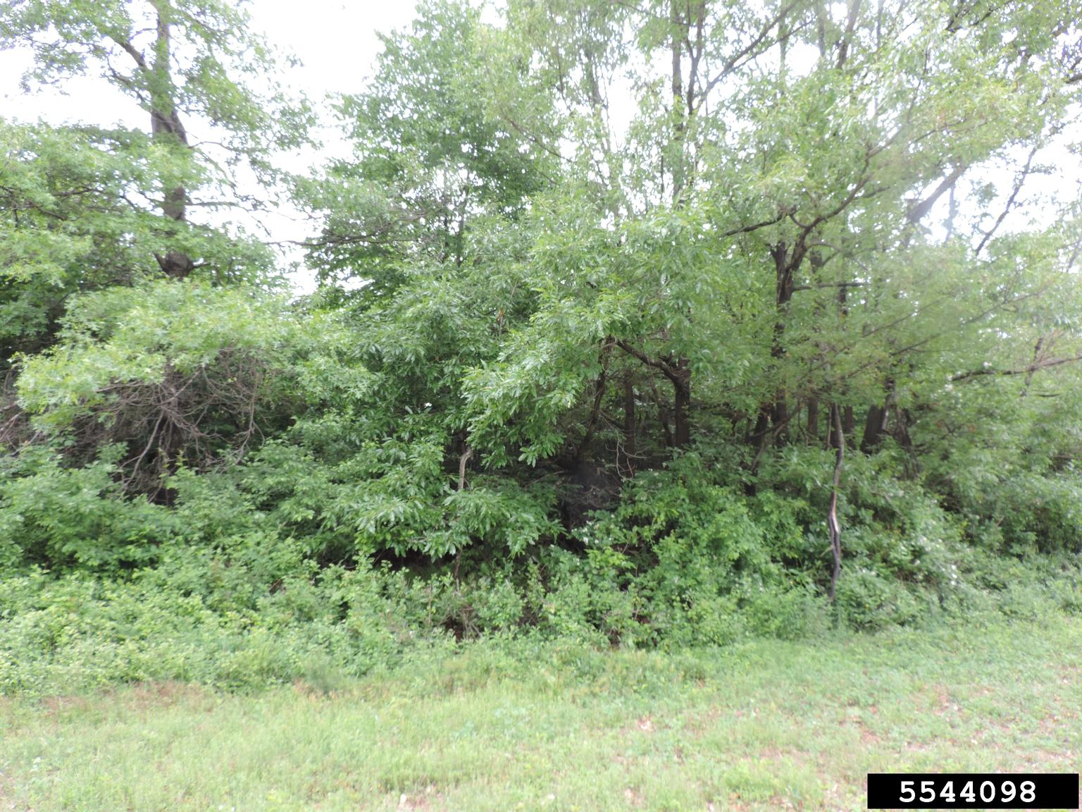 sawtooth oak (Quercus acutissima)