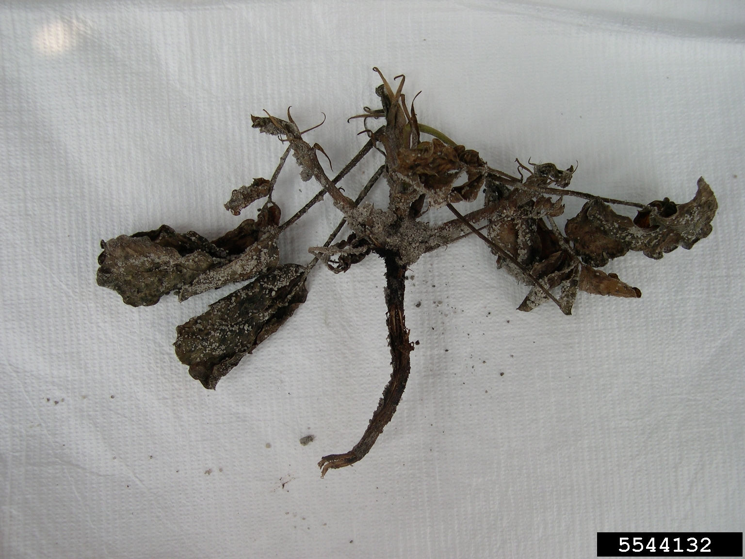 black mold (Aspergillus niger)