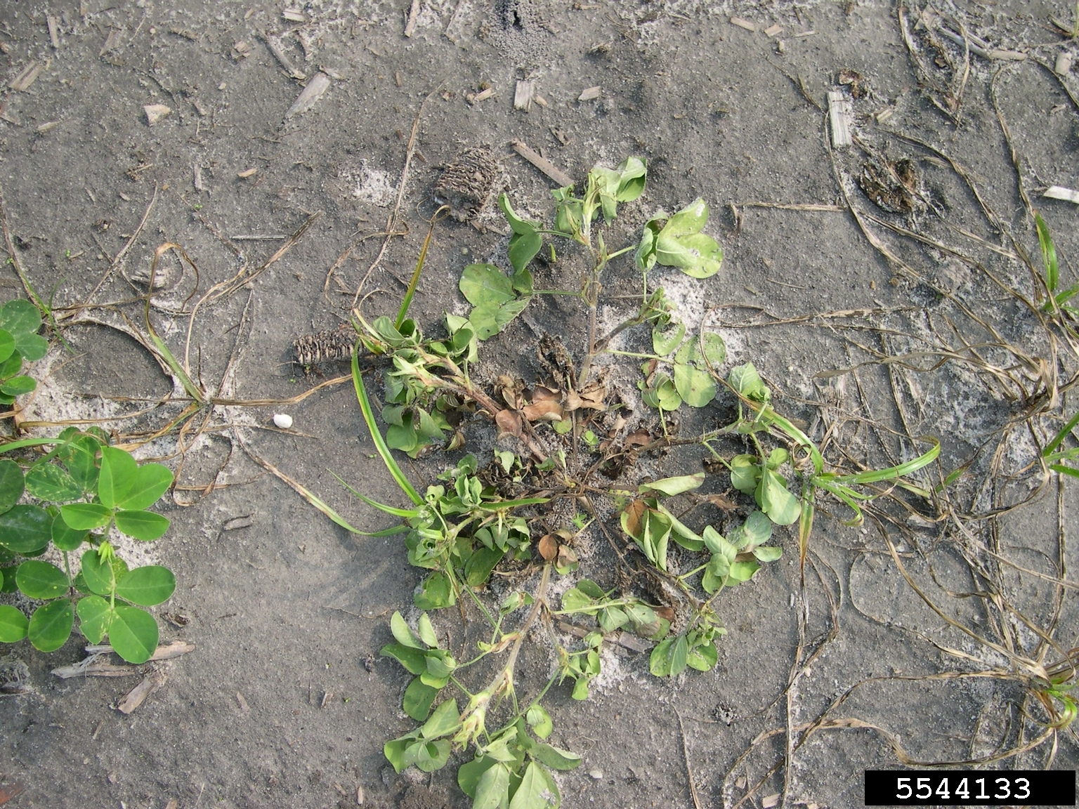 black mold (Aspergillus niger)