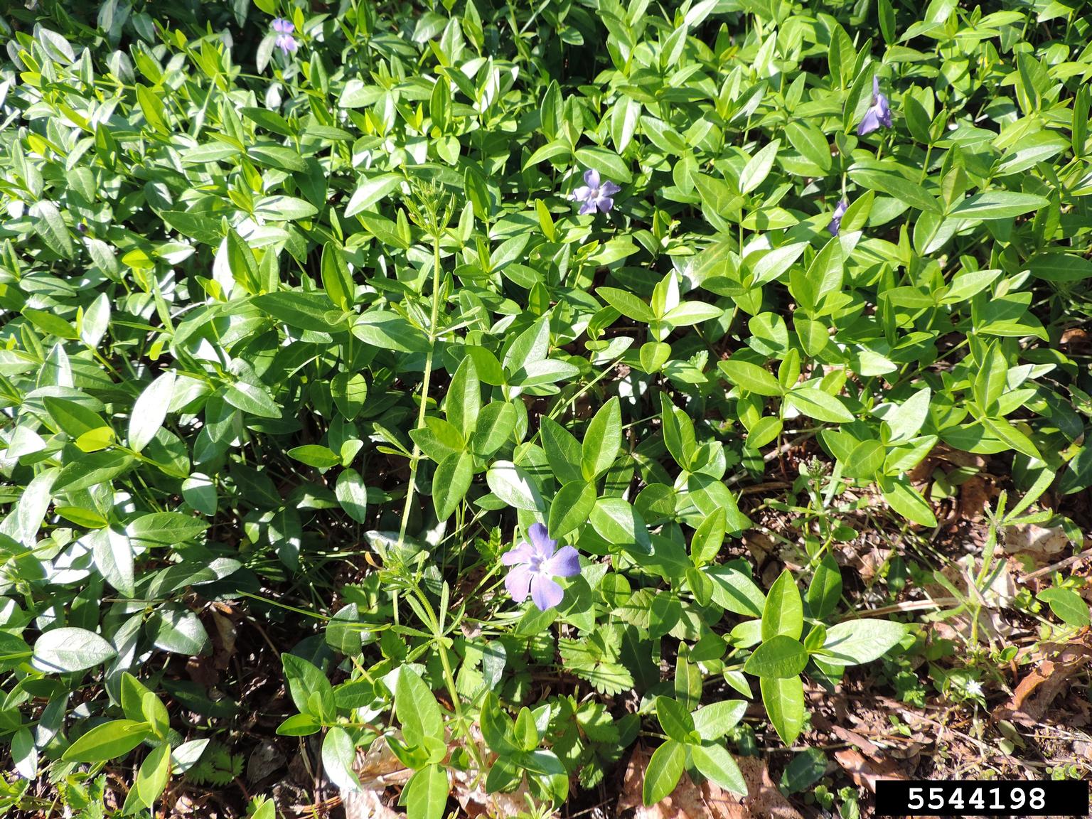 common periwinkle (Vinca minor)
