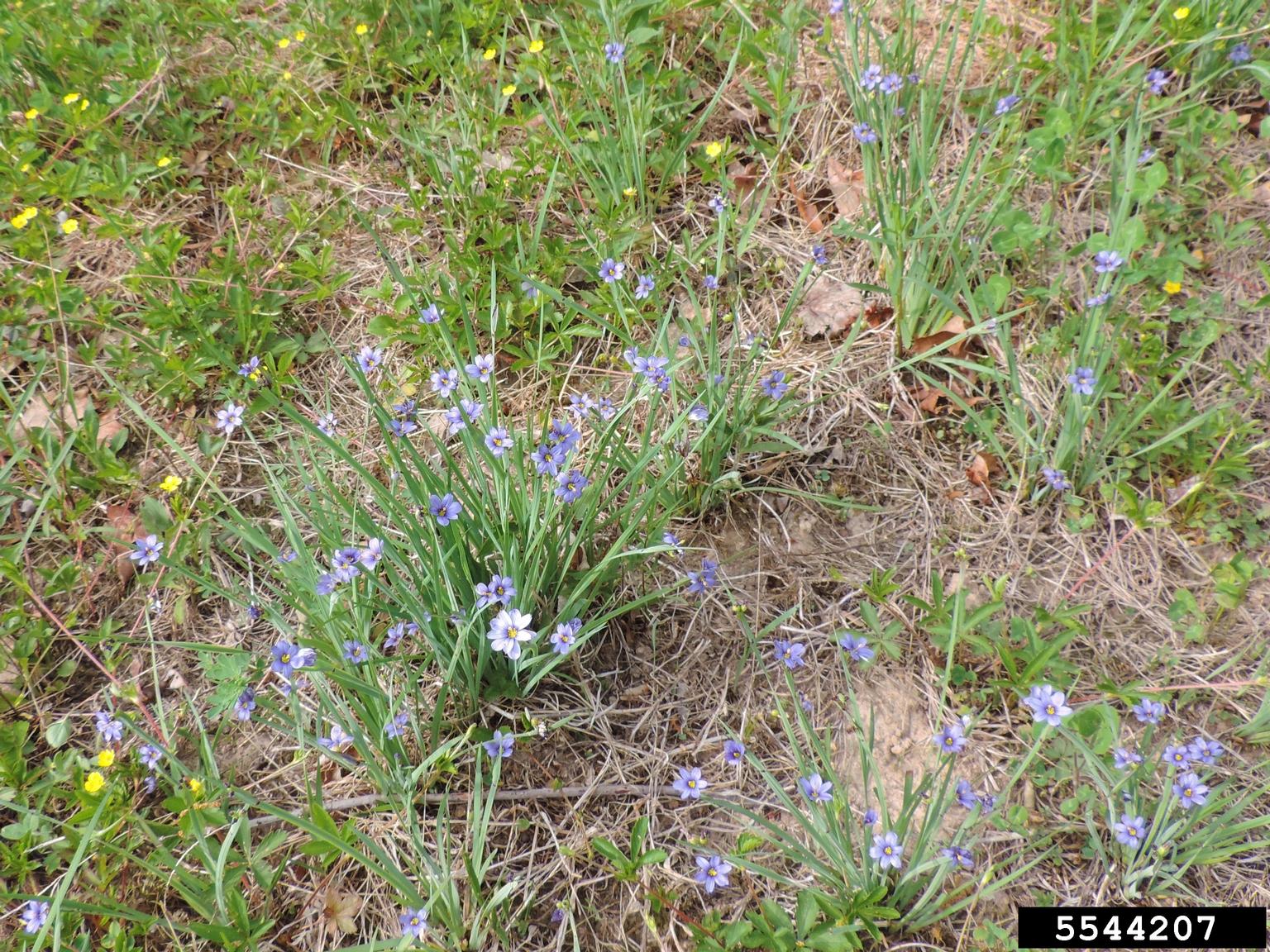 blueeyed grass (Genus Sisyrinchium)