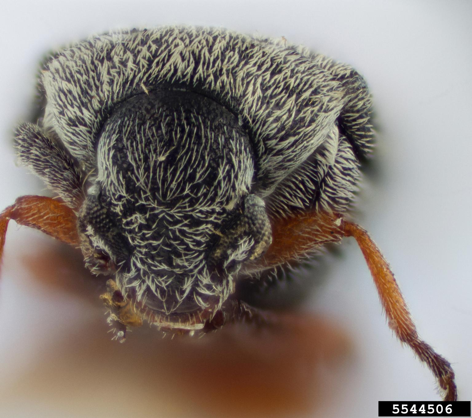 Bean weevil (Acanthoscelides aequalis)