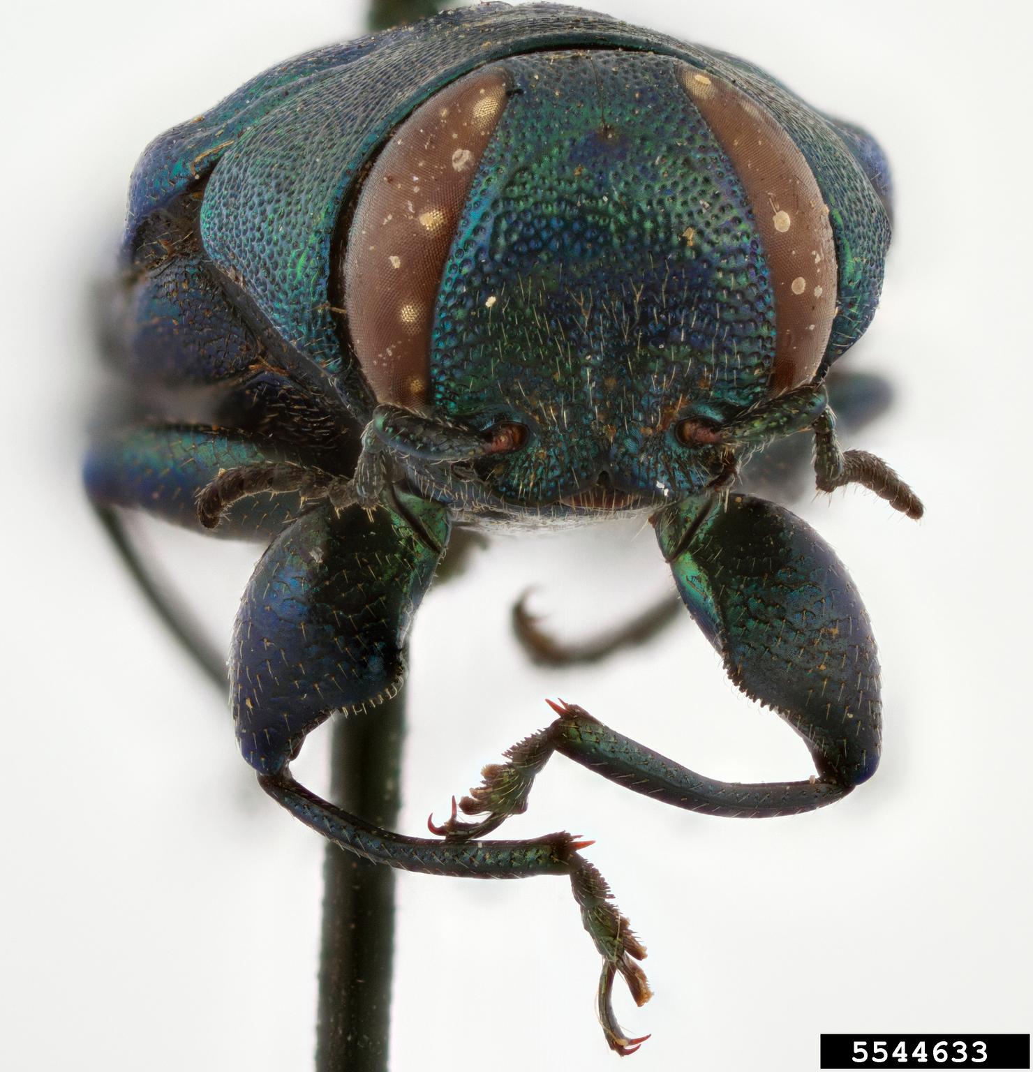 metallic woodboring beetle (Chrysobothris socialis ssp. apache Westcott & Barr)