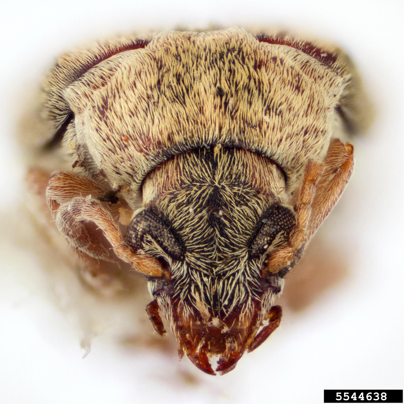Bean weevil (Acanthoscelides argillaceus)