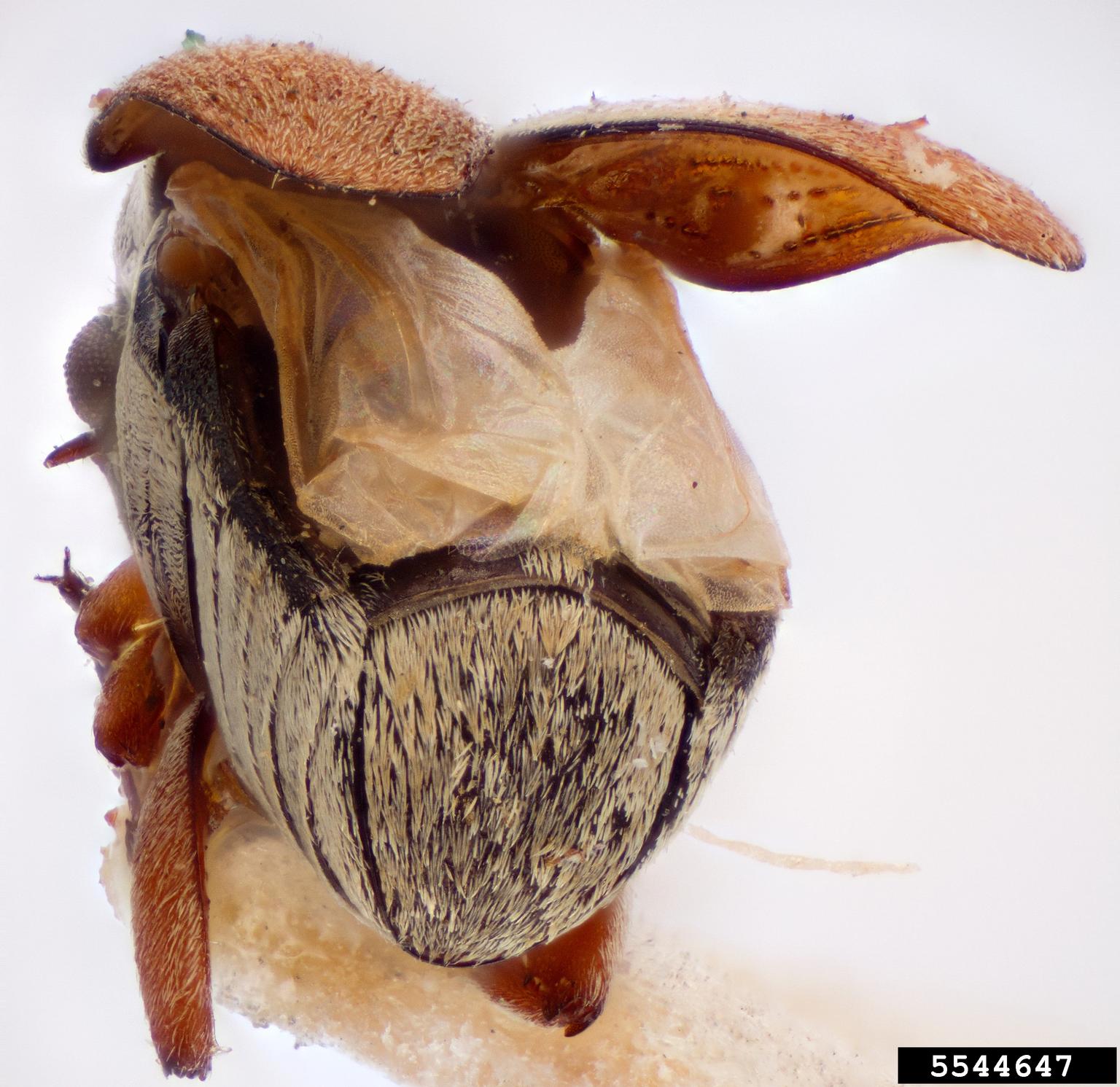 Bean weevil (Acanthoscelides collusus)