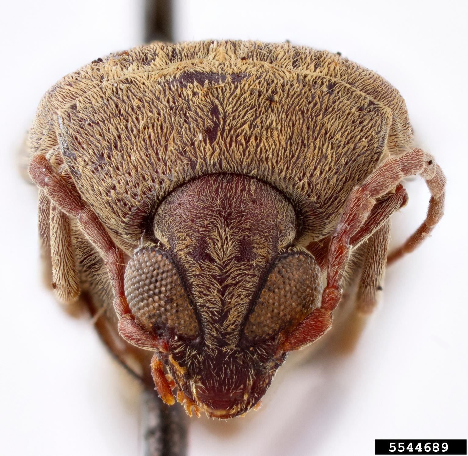 Bean weevil (Amblycerus guazumicola)