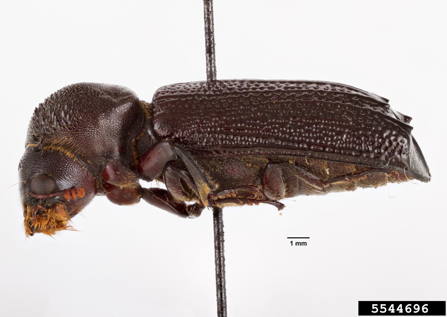 horned powderpost beetle (Apate indistincta)