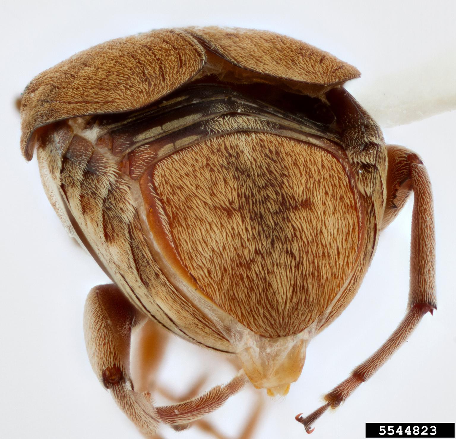 Bean weevil (Algarobius nicoya)