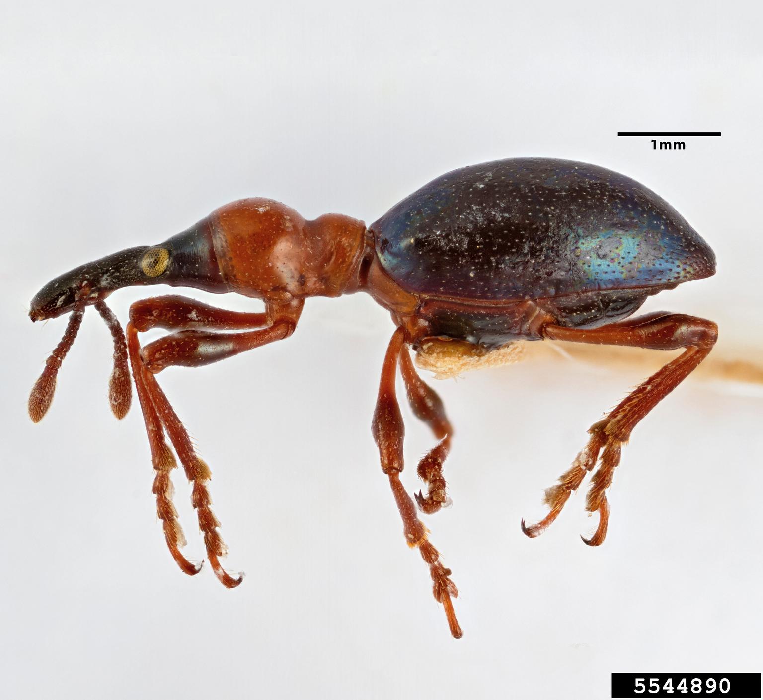 sweetpotato-weevil-cylas-formicarius-fabricius-1798