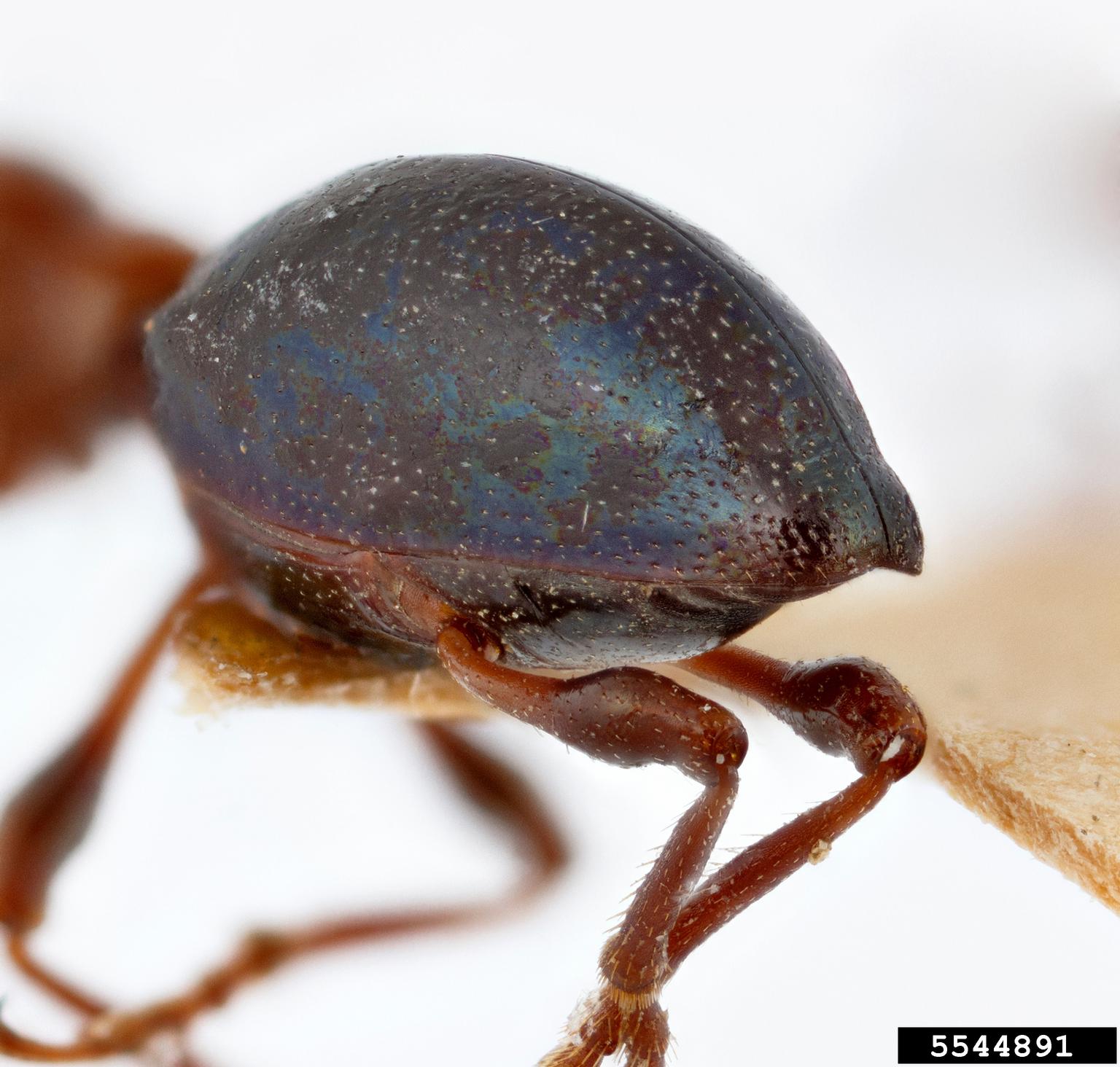 sweetpotato-weevil-cylas-formicarius