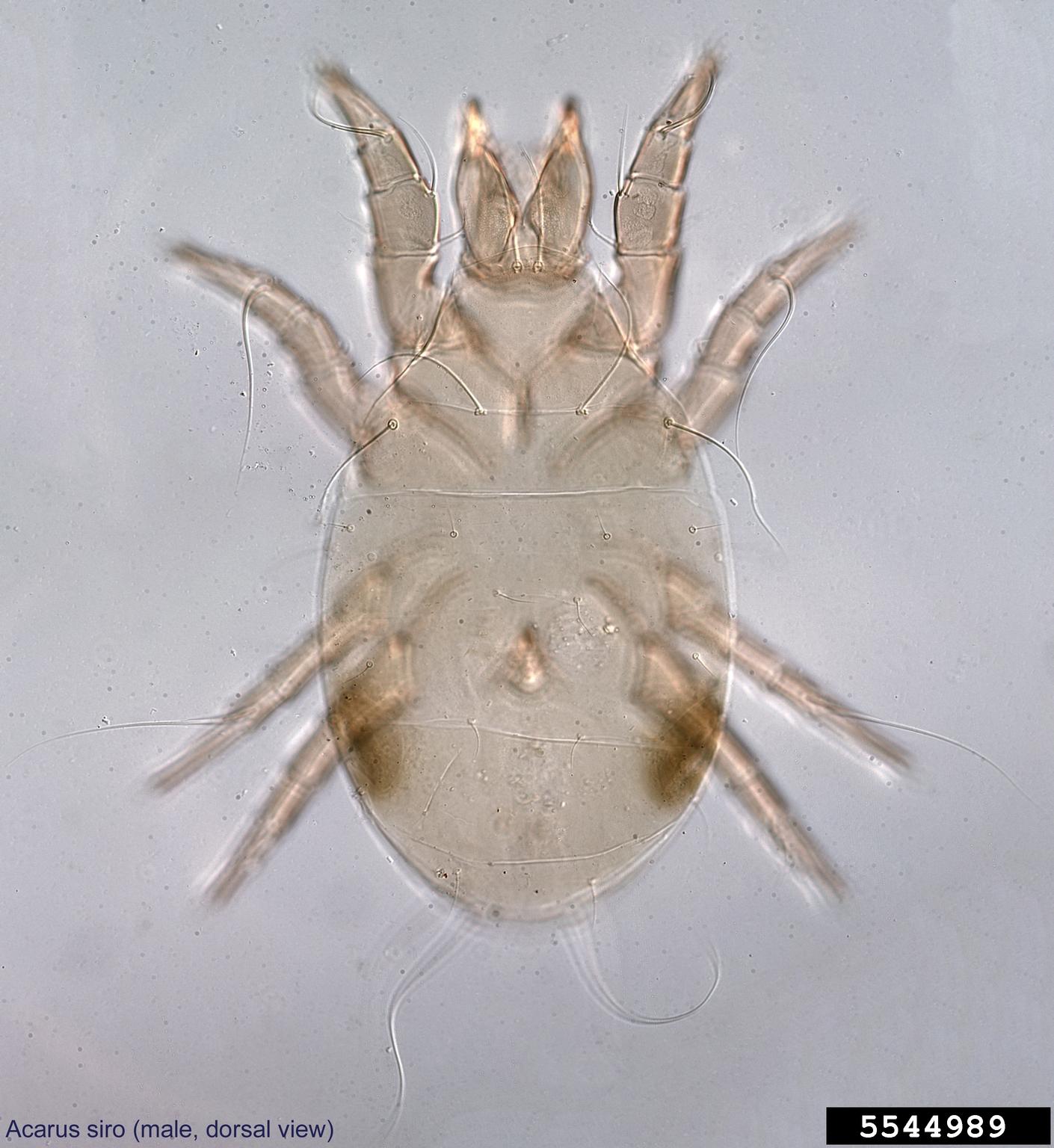 grain mite (Acarus siro)