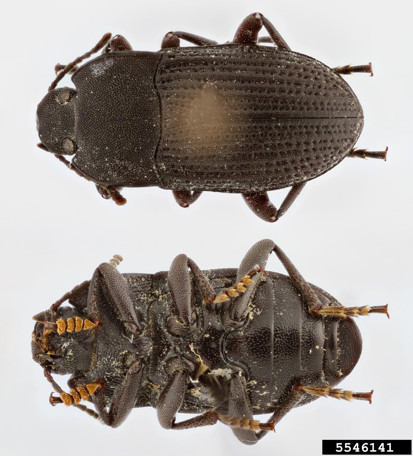 Tenebrio molitor facts image