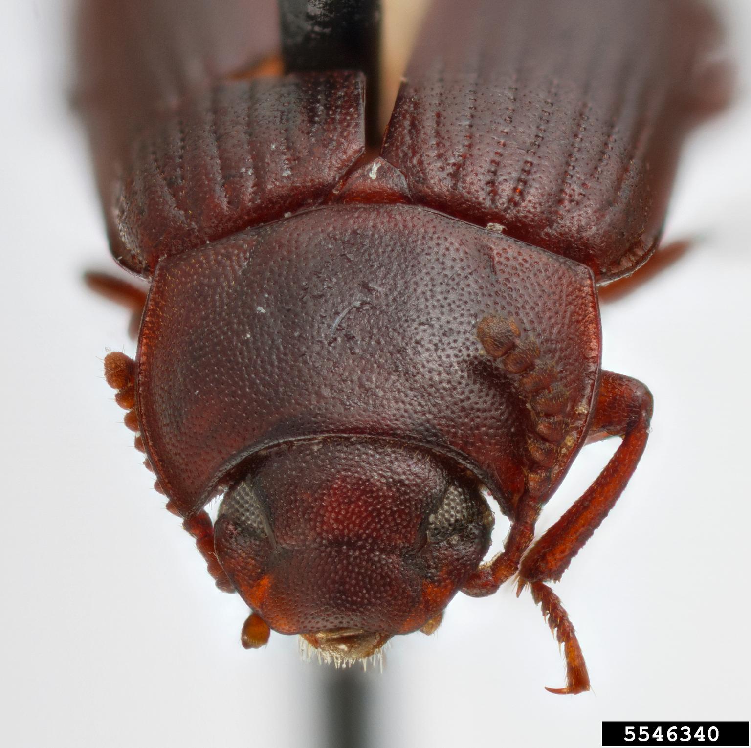 larger black flour beetle (Cynaeus angustus)