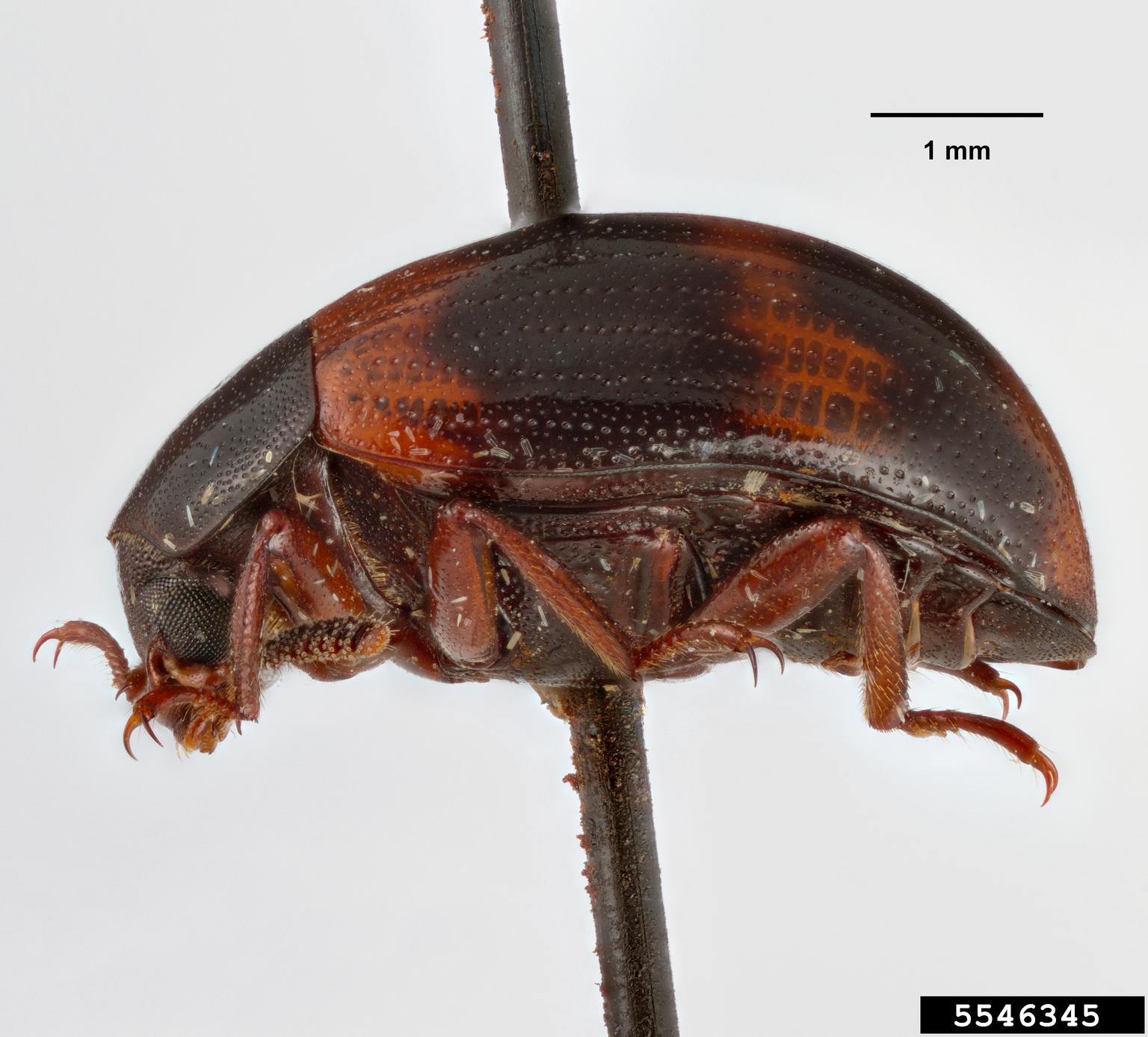 Research paper darkling beetle picture