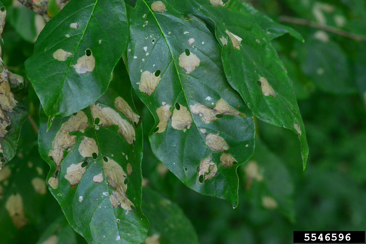 tupelo leafminer (Antispila nysaefoliella)