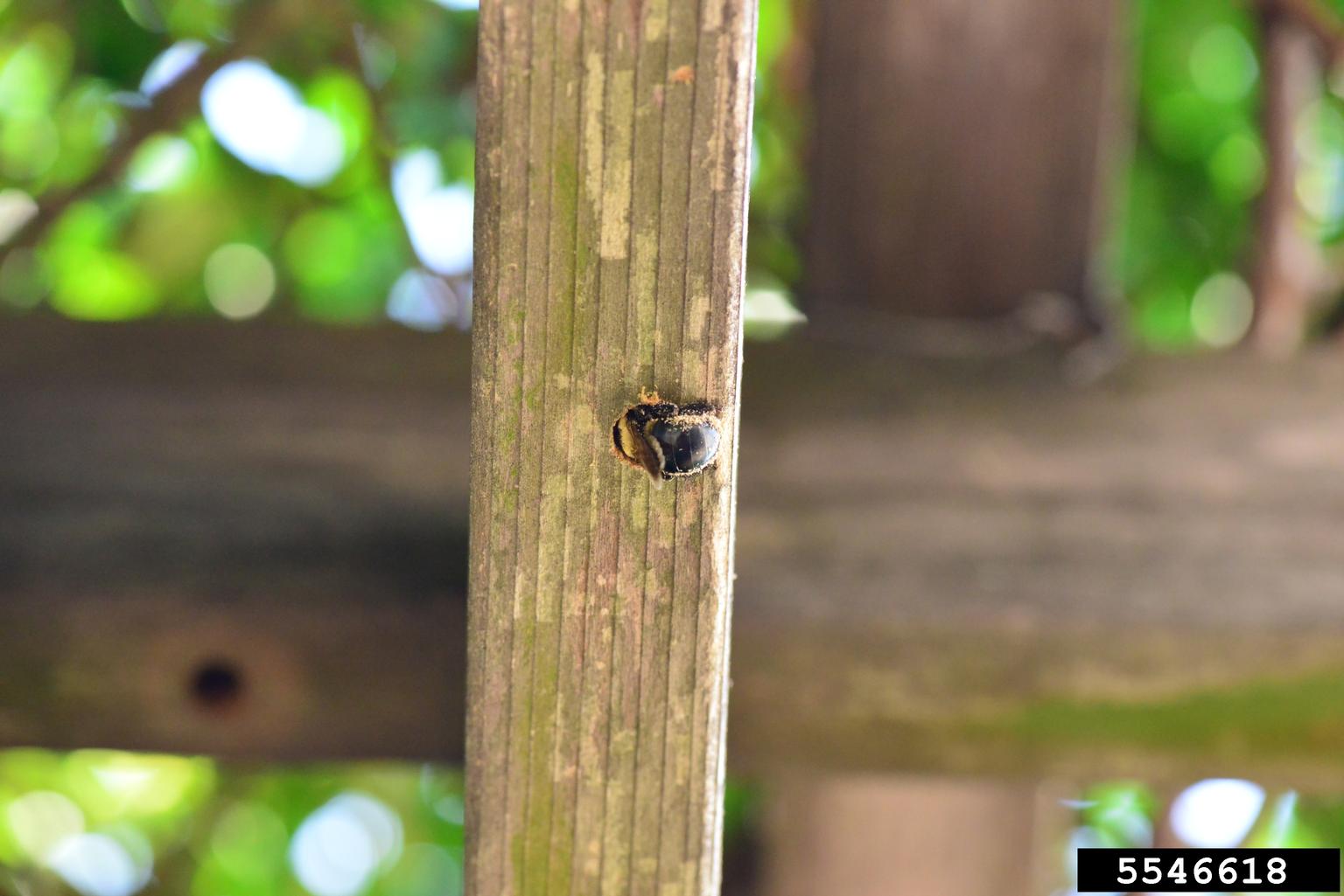 carpenter bees (Genus Xylocopa)
