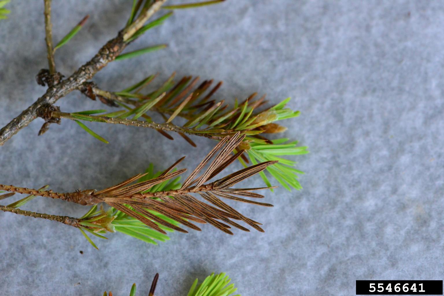 Swiss needle cast (Phaeocryptopus gaeumannii)
