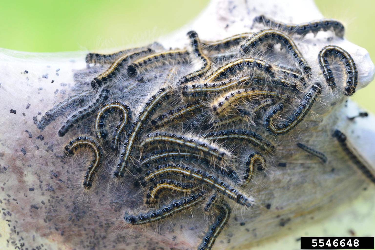 eastern tent caterpillar (Malacosoma americana)
