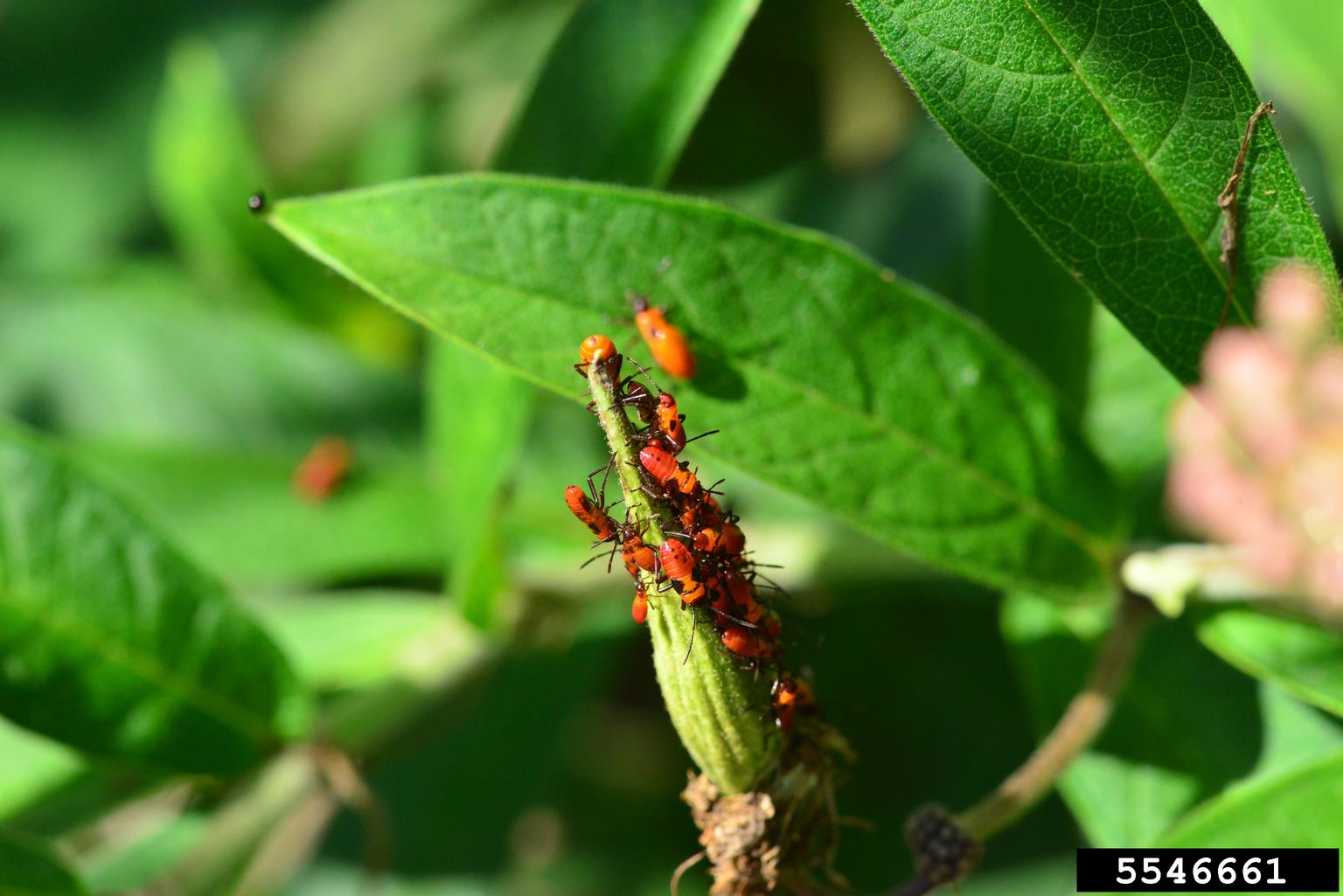 milkweed bugs (Genus Oncopeltus)