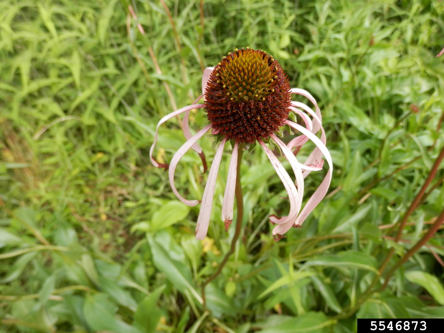 smooth purple coneflower (Echinacea laevigata)