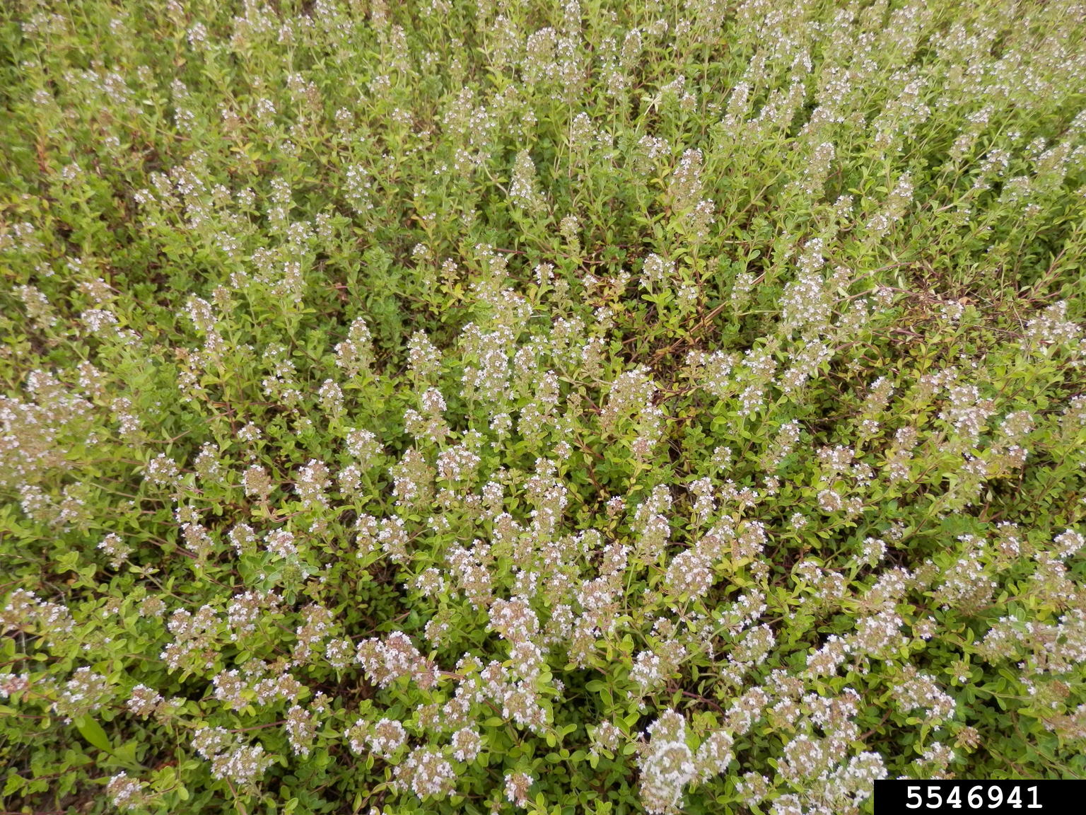 common thyme (Thymus vulgaris)