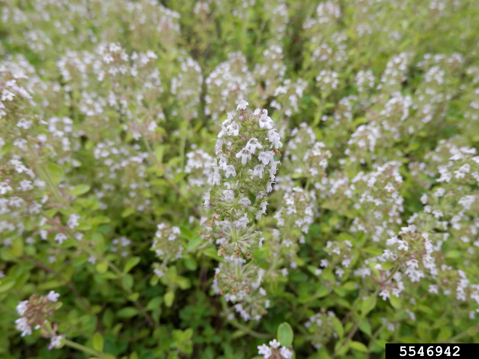 common thyme (Thymus vulgaris)
