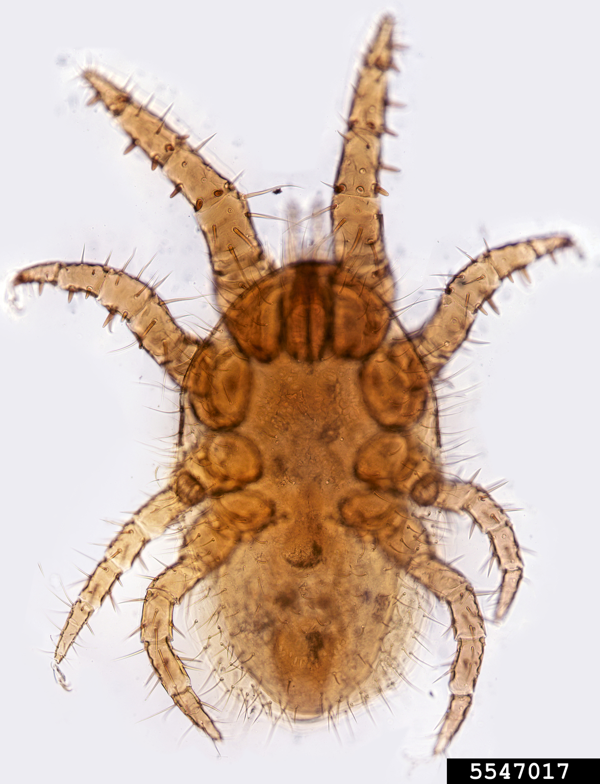 bee mite (Genus Dinogamasus)