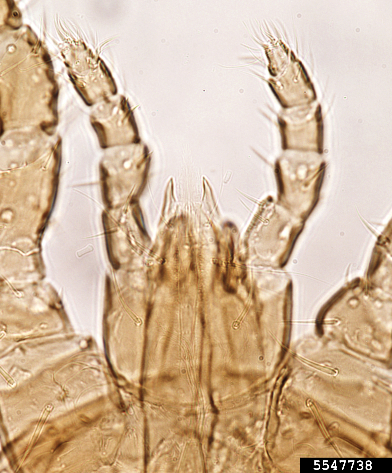 bee mite (Genus Pneumolaelaps)