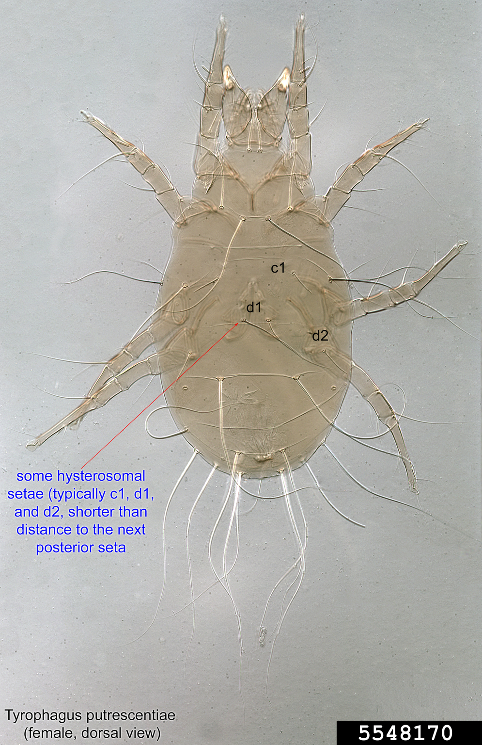 mold mite (Tyrophagus putrescentiae)
