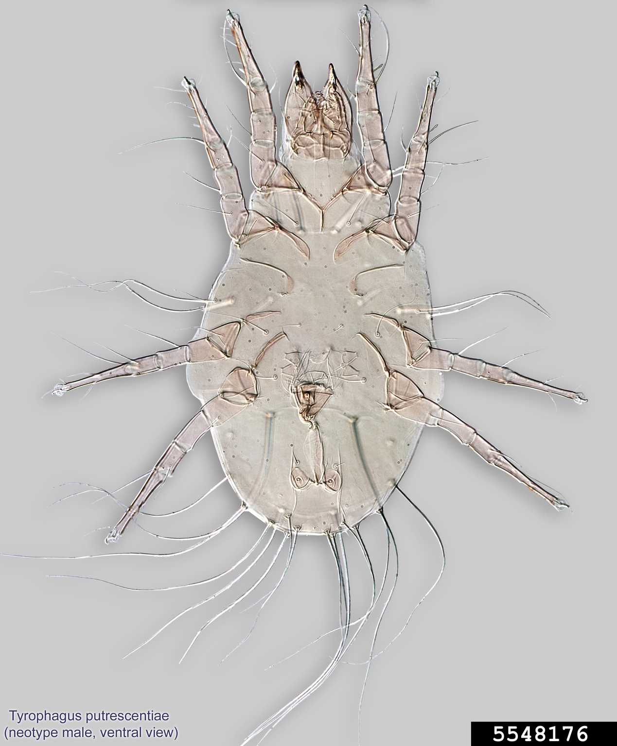 mold mite (Tyrophagus putrescentiae)