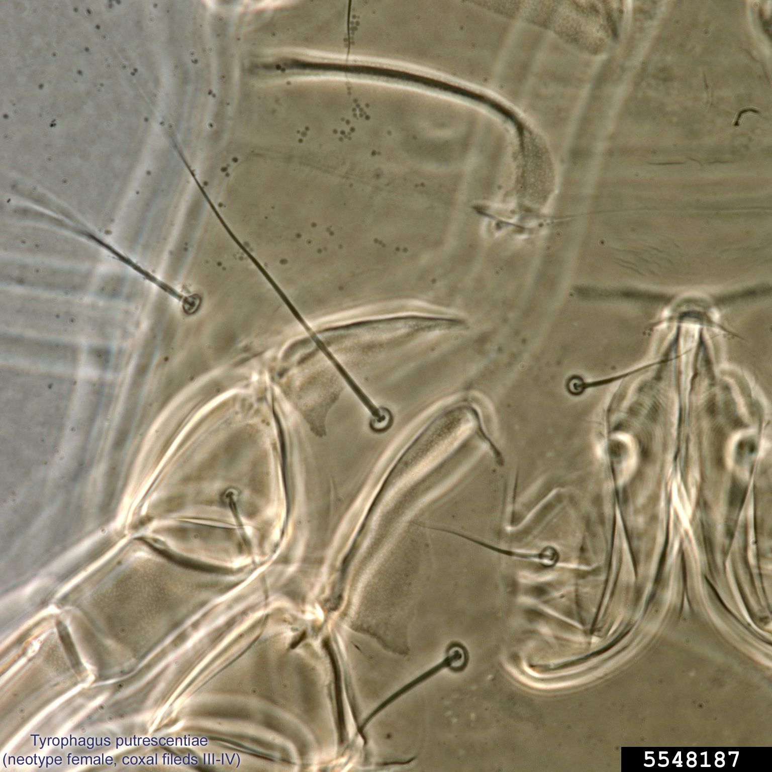 mold mite (Tyrophagus putrescentiae)