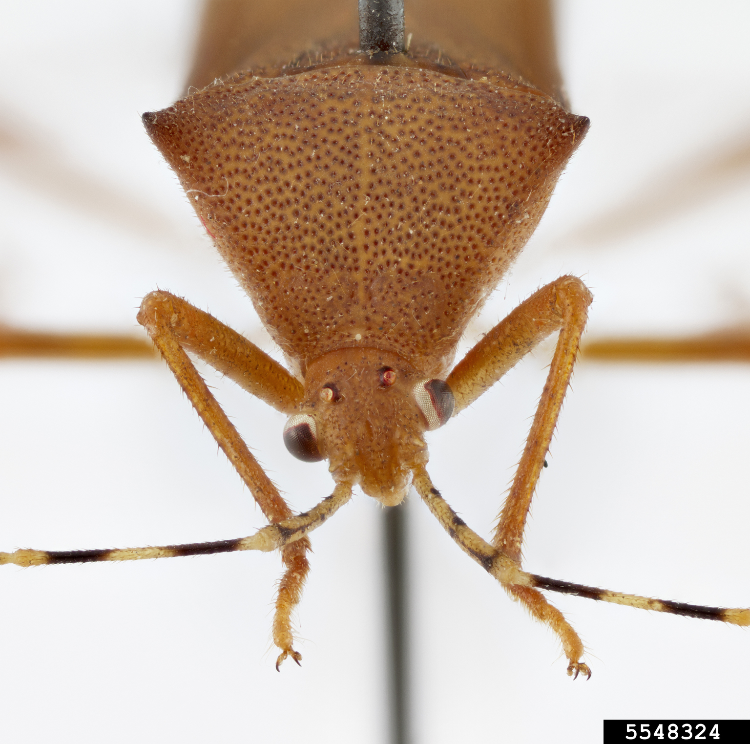 Leaf-footed bug (Anasa bellator (Fabricius))