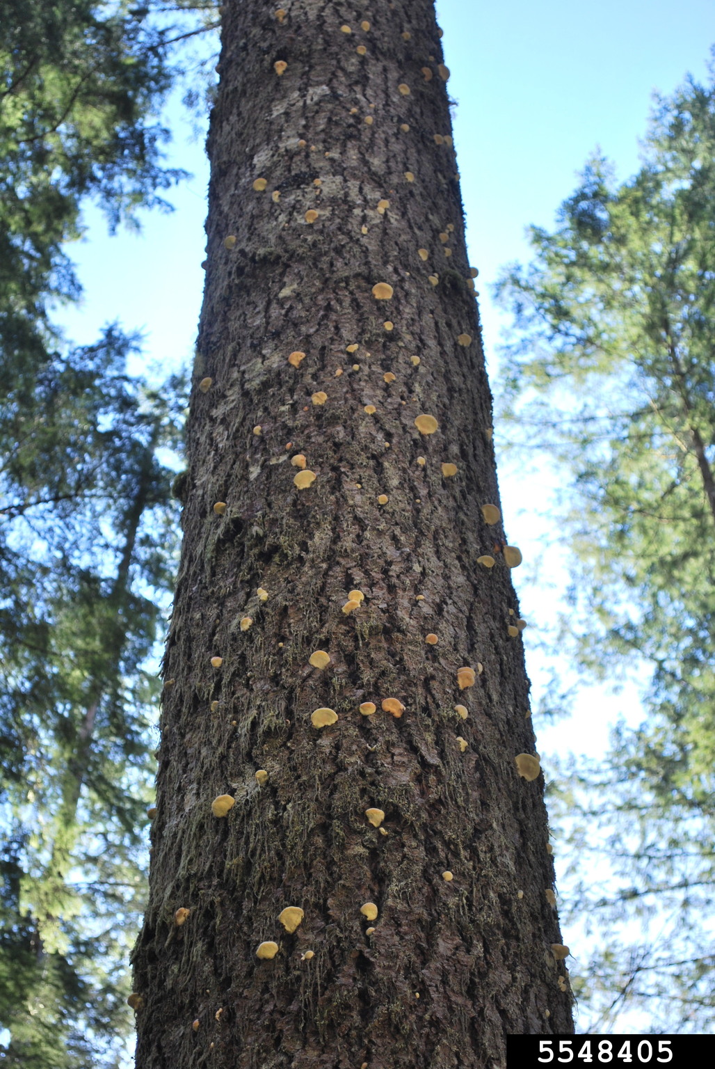 Douglasfir beetle (Dendroctonus pseudotsugae)