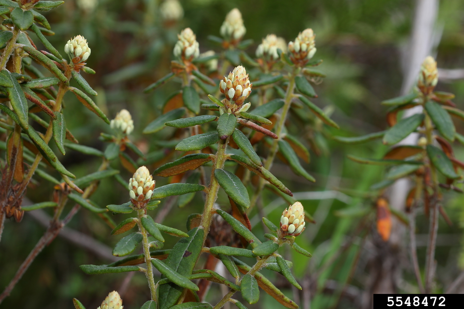 Labradortea (Ledum groenlandicum)