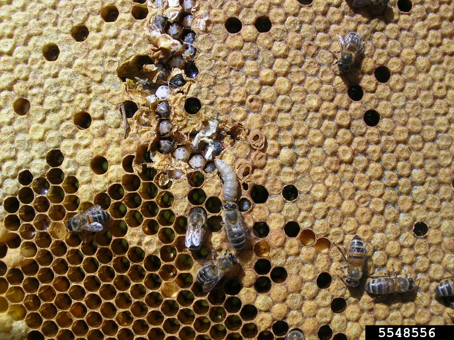 greater wax moth (Galleria mellonella)