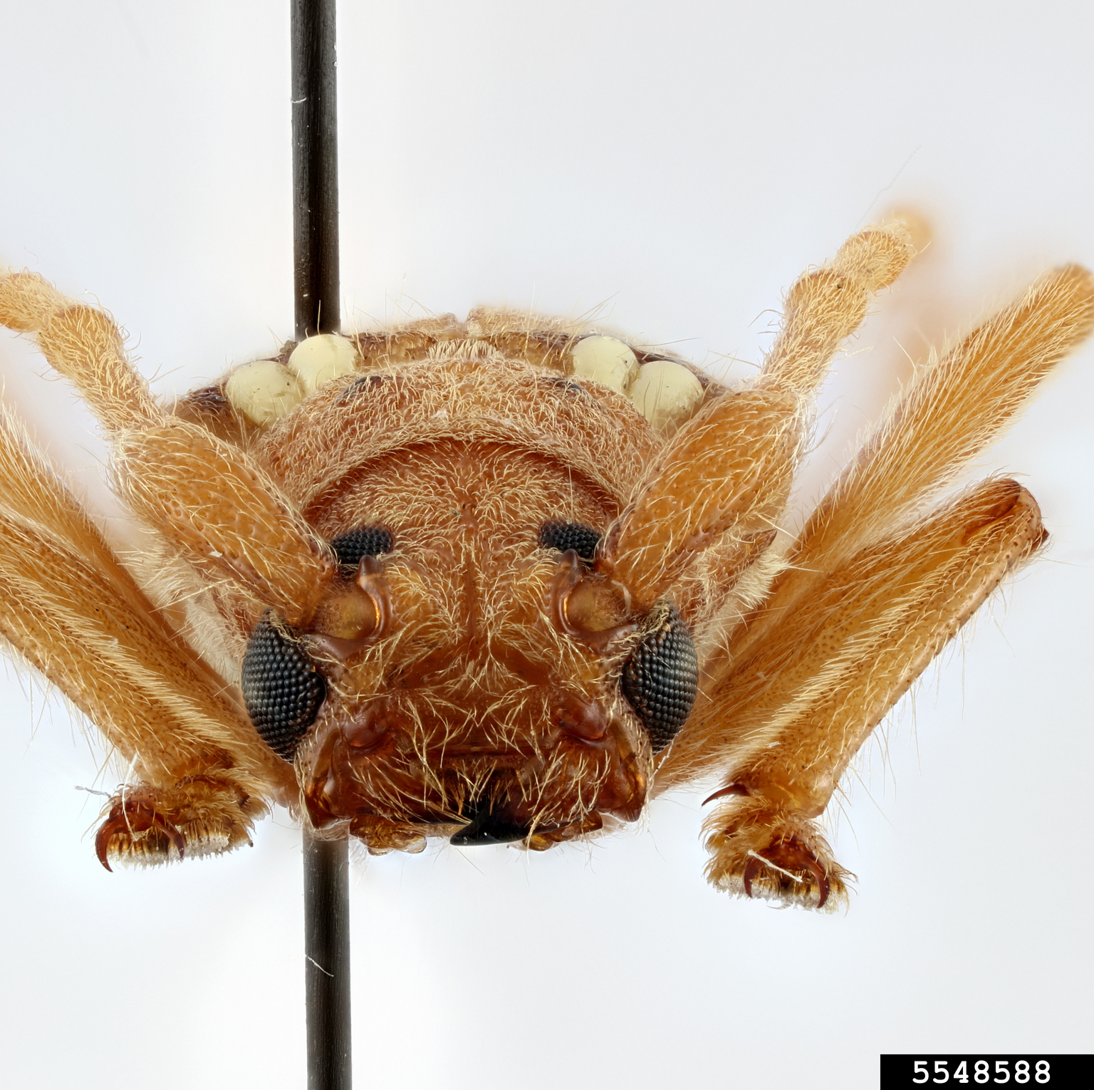 Aeburia Insect Ivory-marked beetle (Eburia quadrigeminata (Say, 1826))