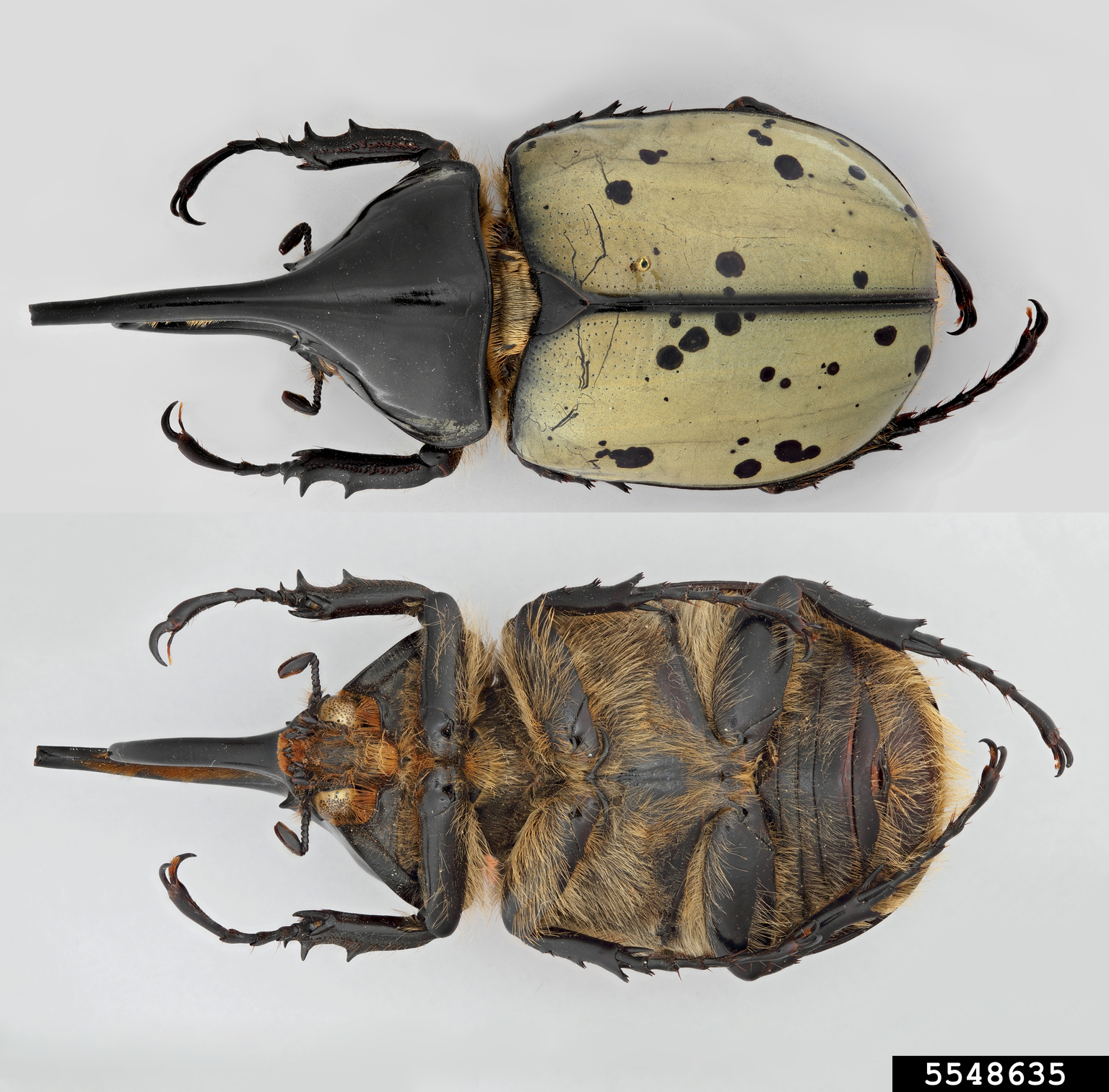 Hercules beetle (Dynastes hyllus)