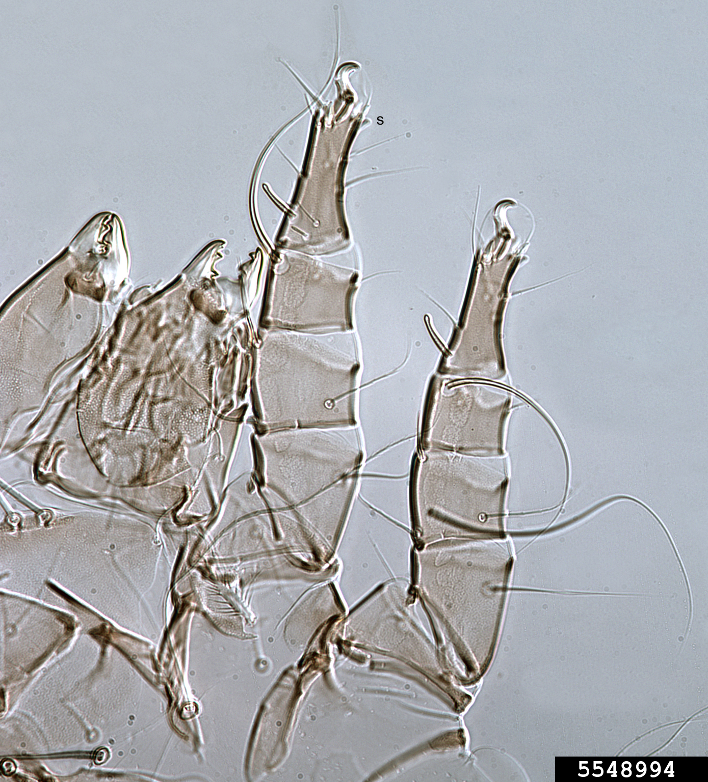 Cheese Bug Inside cheese mite (Tyrolichus casei Oudemans)