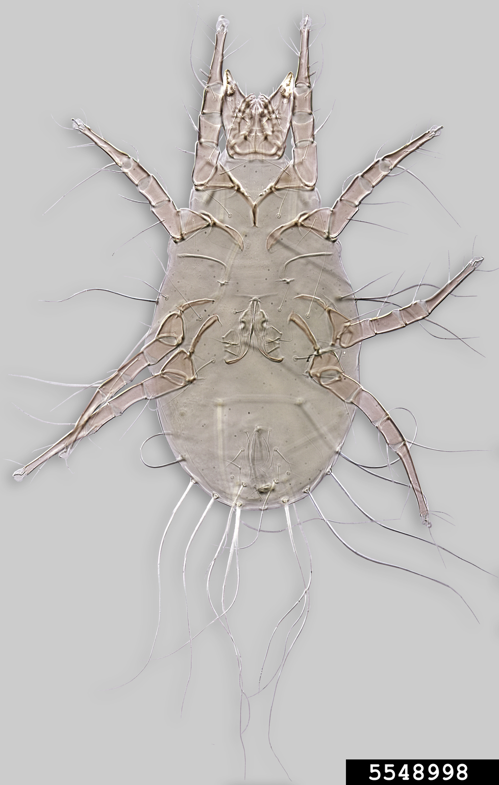 mold mite (Tyrophagus putrescentiae)